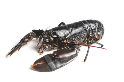 Bogavante Azul